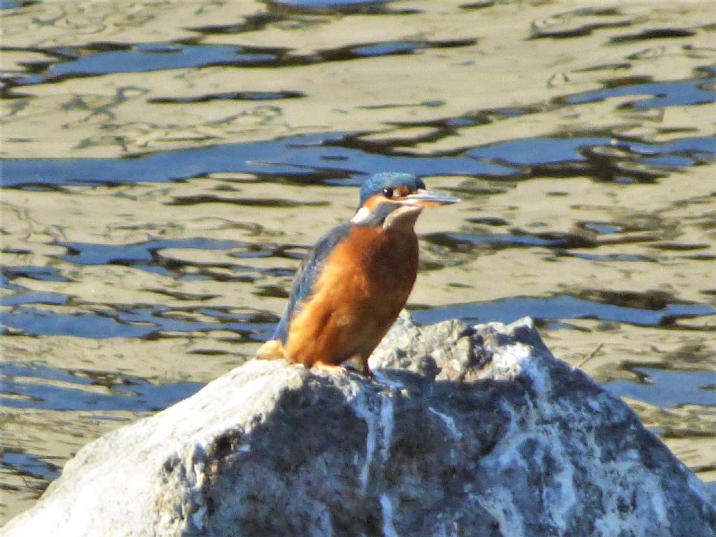 Martin pescatore (Alcedo atthis)